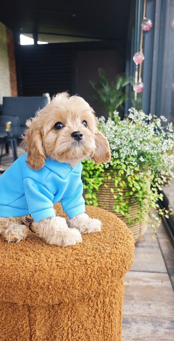 **Cavapoo**cudowny chłopiec!