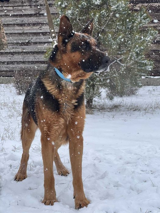 вівчар Вінс у добрі руки