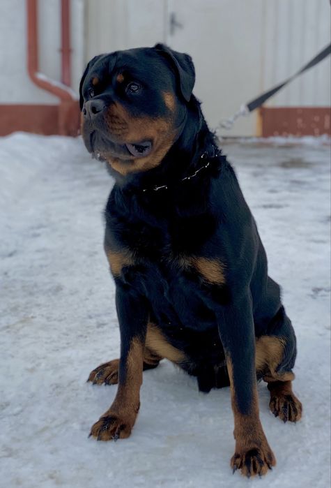 Вязка  Ротвейлер великий кобель.