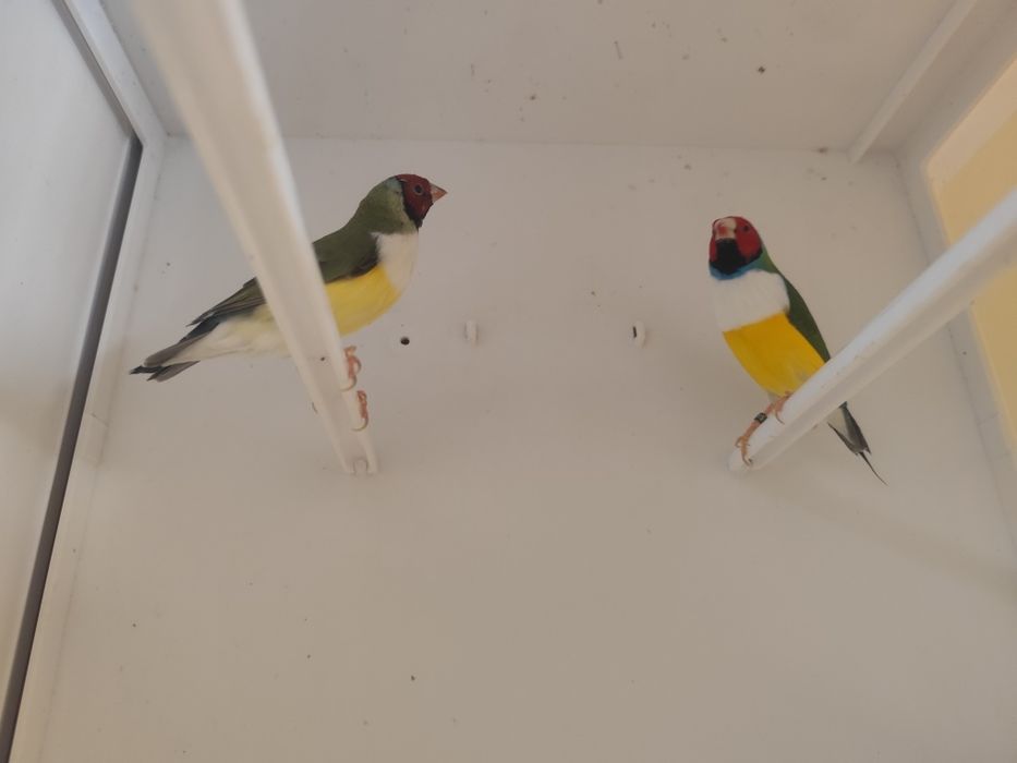 Casal Diamante gould 2026