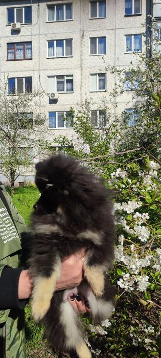 Померанцкій шпіц, дівчинка