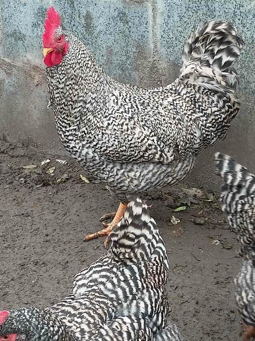 Півні породи АМРОКС