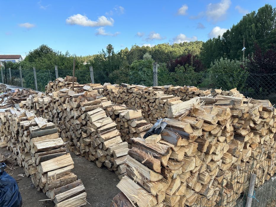 Lenha eucalipto seca