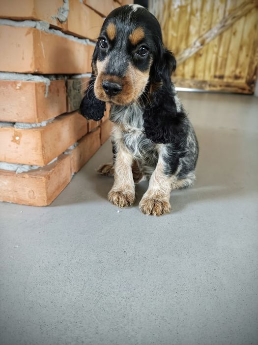 Cocker spaniel angielski