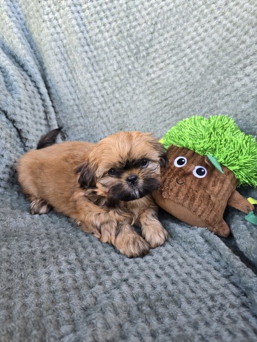 Suczka shih tzu złota z czarną maską