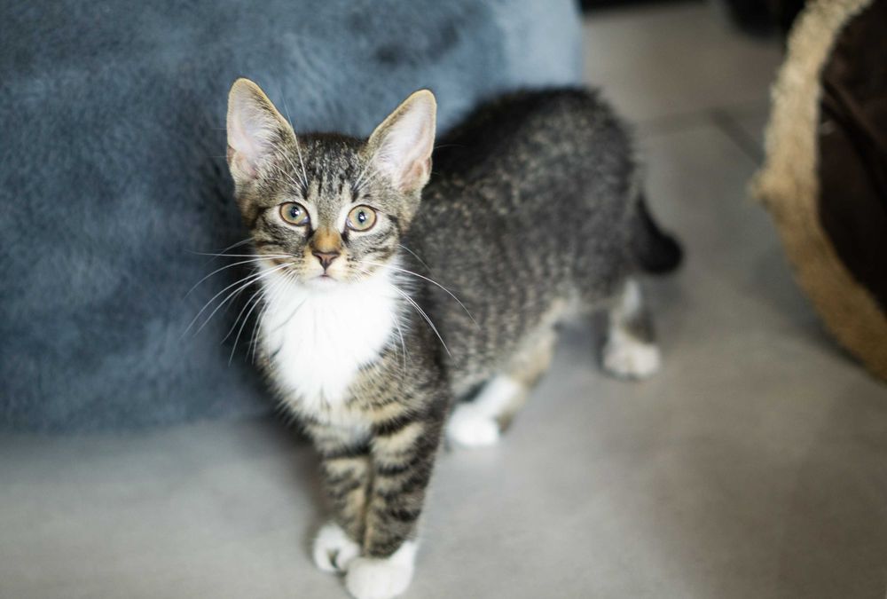 Notka - kotka do adopcji