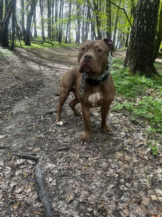 Oddam pitbulla red nose