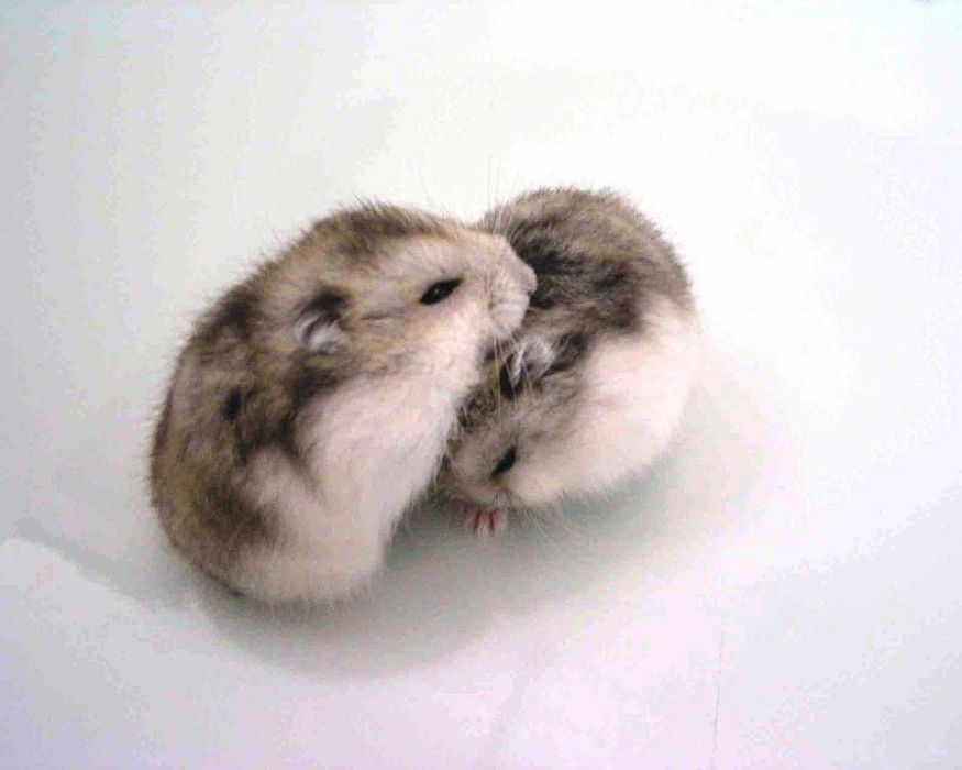 Хомячки, хомячата, хомяки джунгарские, карликовые, джунгарики, хомяк