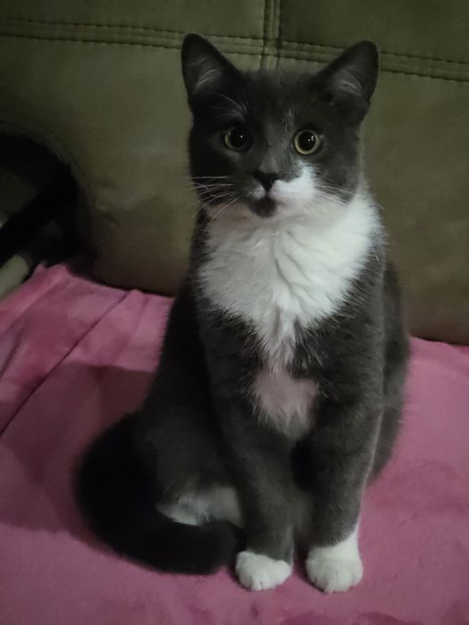 Пропал  Котик  Том