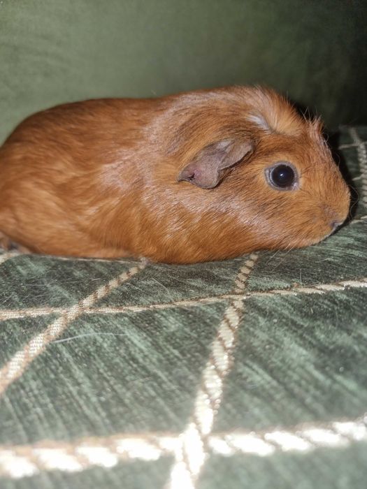 Морська свинка крестед