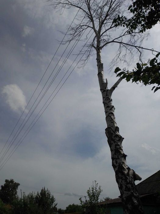 Спил аварійних дерев