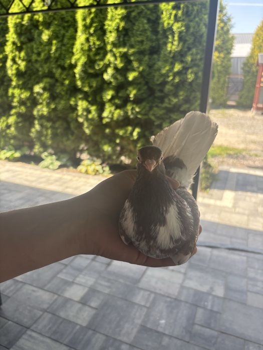 sprzedam gołebie perskie/zamojskie.