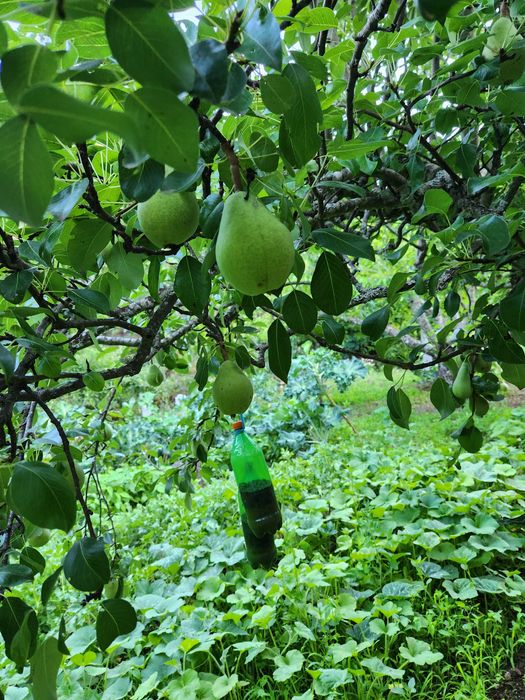 Quinta com vista para a Cova da Beira