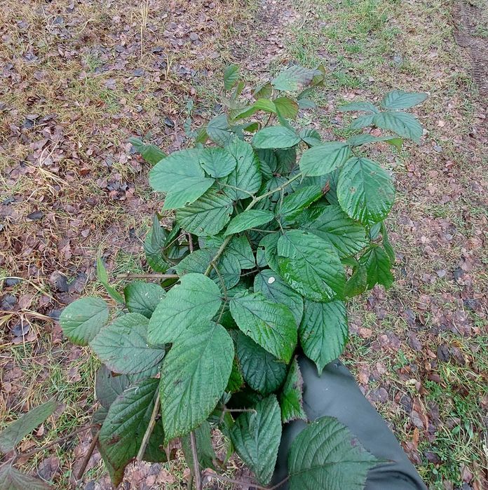 dla p.Anny mały pakiet pędów jeżyny leśnej