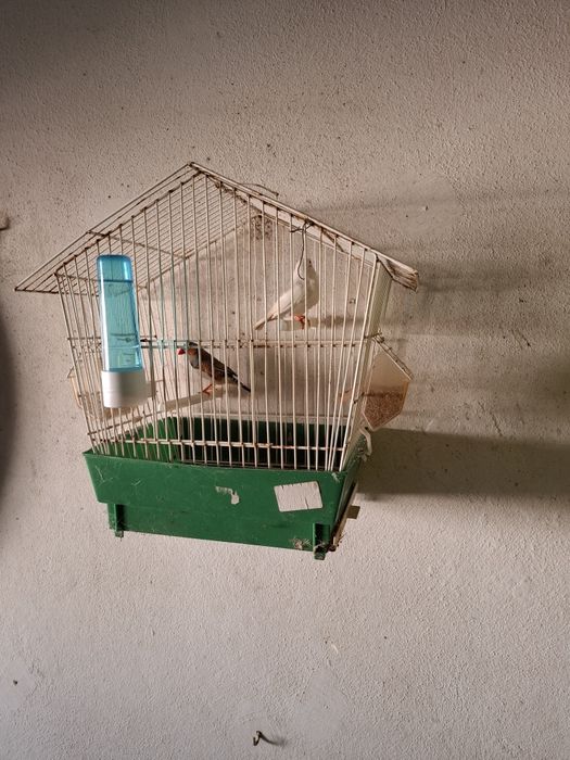 Casal de mandarins com gaiola