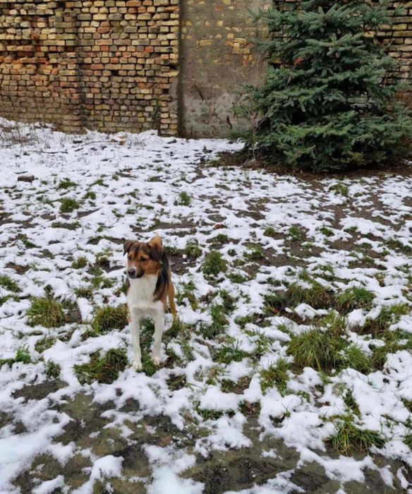 Mufasa szuka odpowiedzialnych ludzi