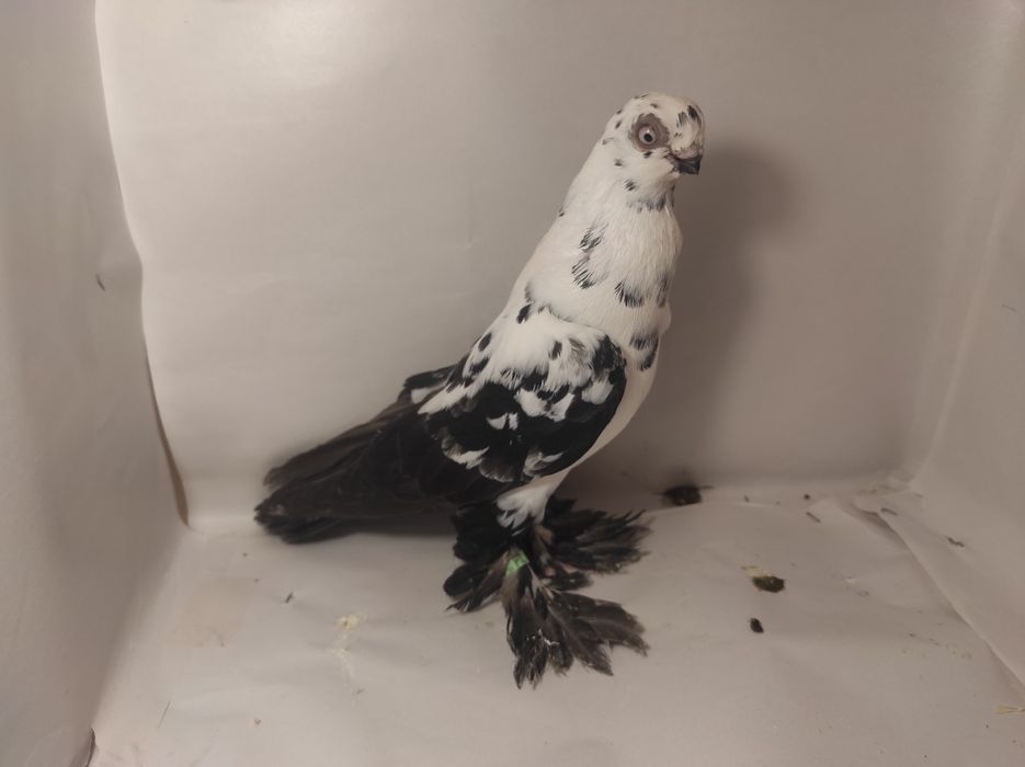 Sprzedam Motyl Warszawski czarny