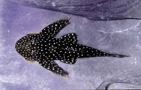 Zbrojnik glonojad L235 flyer