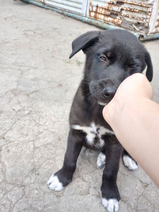 Віддам цуценят в добрі руки