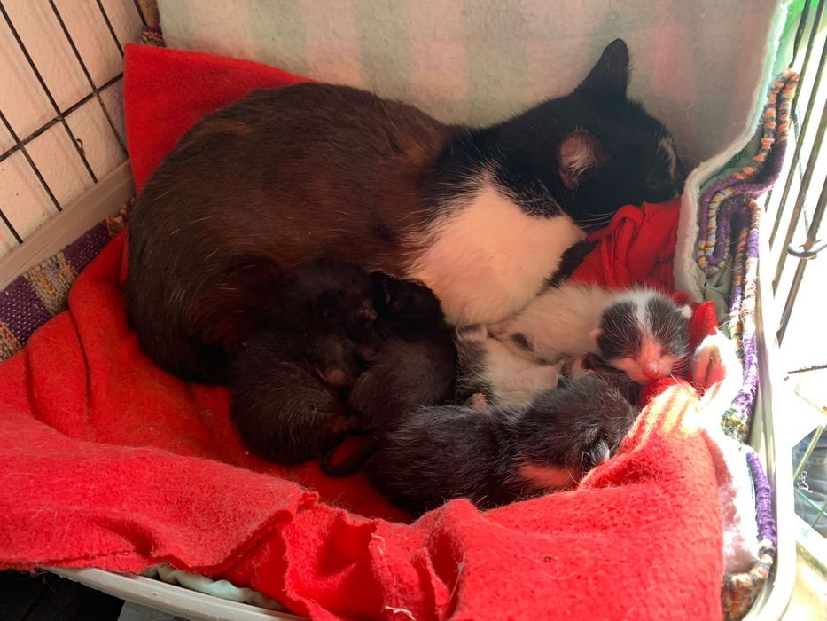 Petra- A “Refilona” que merece uma oportunidade!