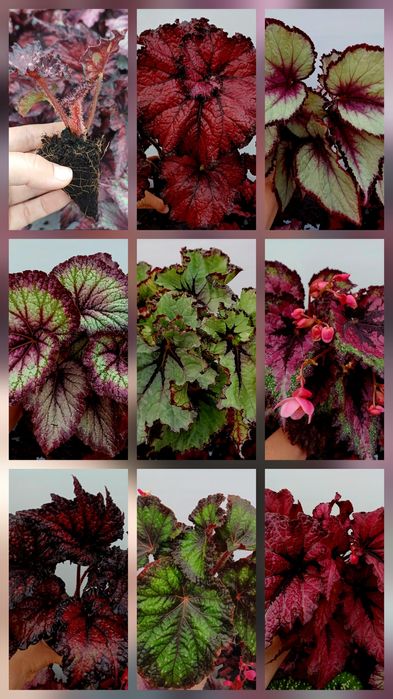 Бегонія королівська