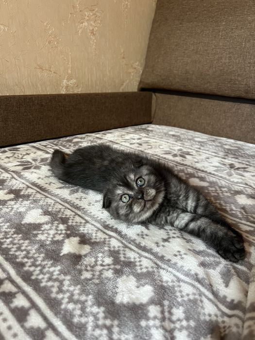 Котята (мальчики) шотландские вислоухий и прямоухий