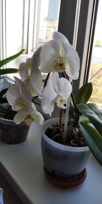 Орхидеи, цветы для души