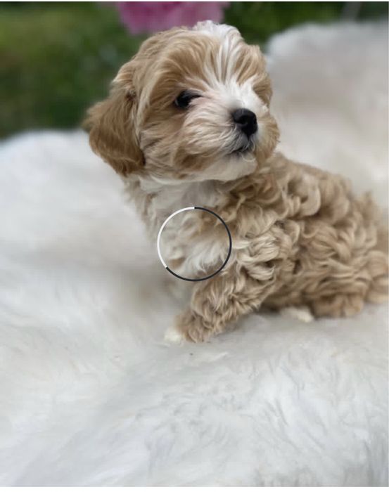 Мальтипушки на подарунок