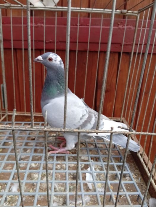 Gołębie pocztowe gołąb pocztowy