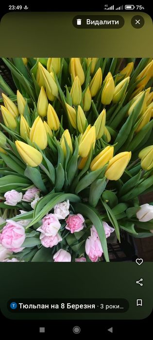 Тюльпан зріз опт 8 березня