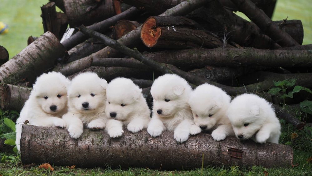 Samoyed, samojed, szczeniak po rodzicach ZKwP, FCI, Kraków, rezerwacja