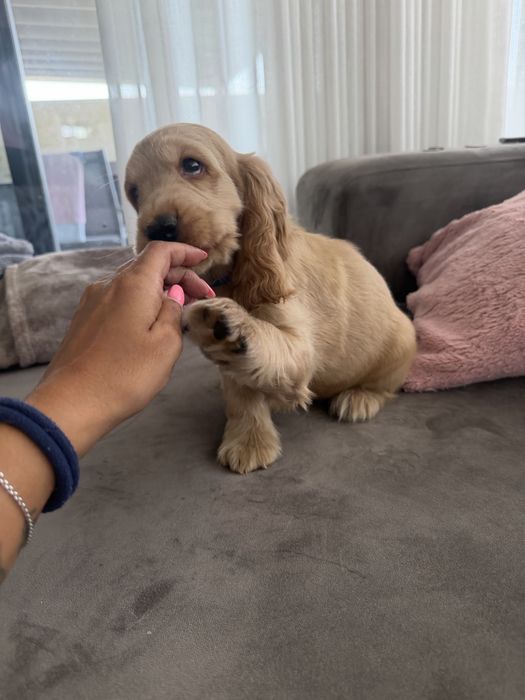Cocker menino  lindo