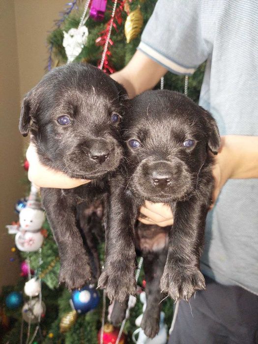 Лабрадор щенки чёрные и палевые