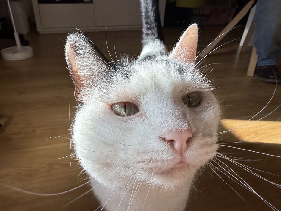 gato para adoção responsável