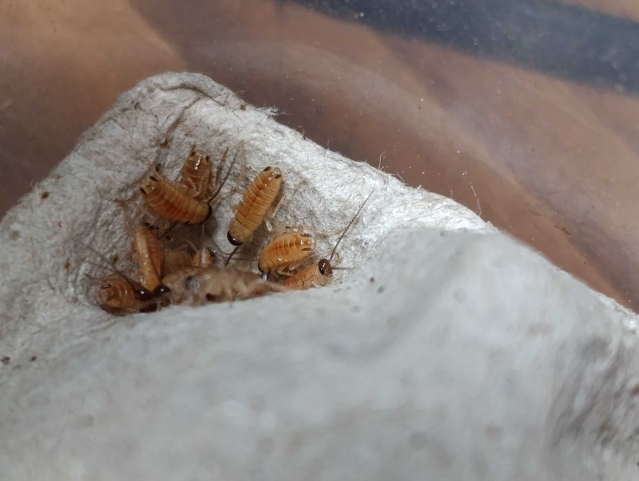 wylęg karaczana tureckiego 2-4mm 100szt