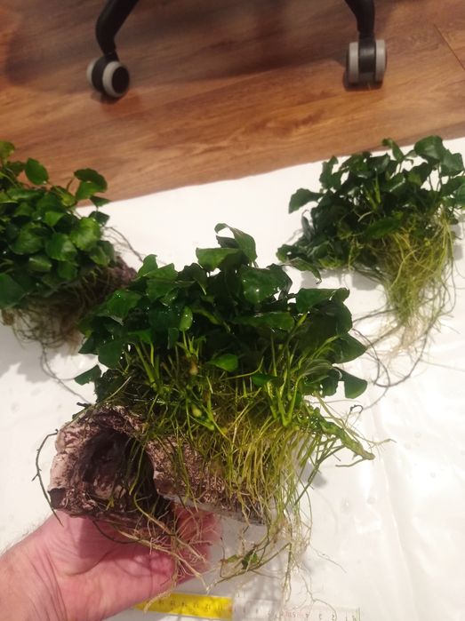 Anubias grota do akwarium