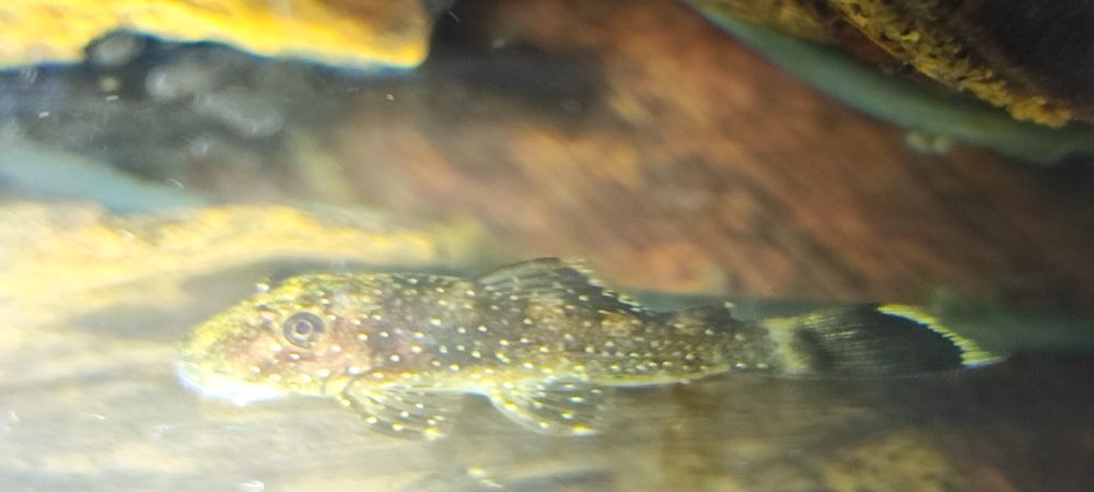 L100 Ancistrus xingu