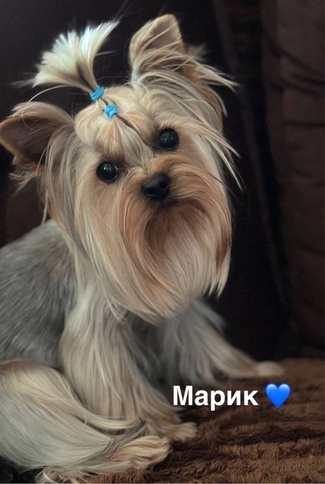 Йоркшерский терьер щенки