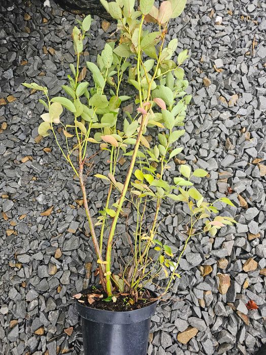 Miododajne Sadzonki 2,3,4 letnie1 Borówka Amerykańska! do 90cm