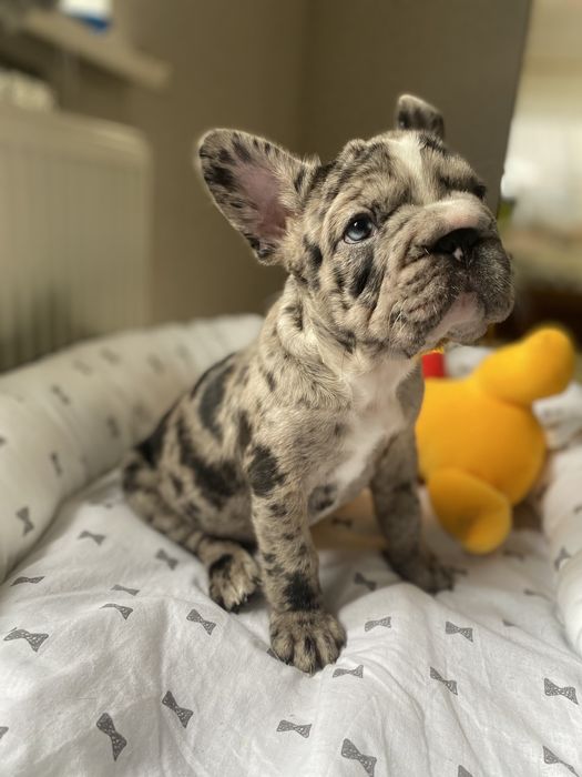 Французский бульдог красуня