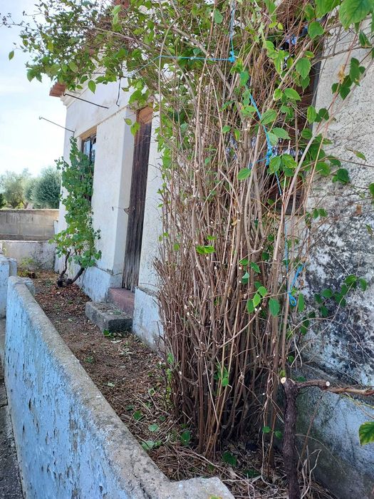 Casa da aldeia para recuperar.