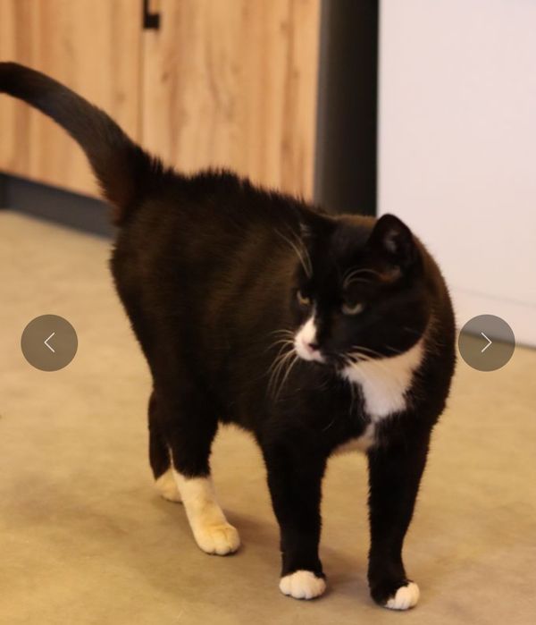 Harry, czy kocurek 8 lat ma szansę na dom?