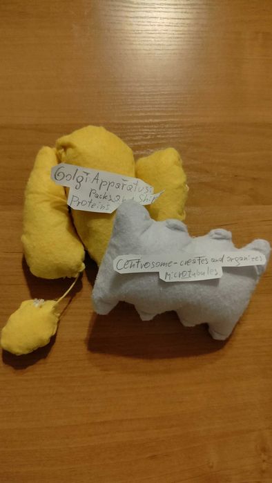 Ręcznie szyty zestaw organelli komórkowych – aparat Golgiego i centrosom.