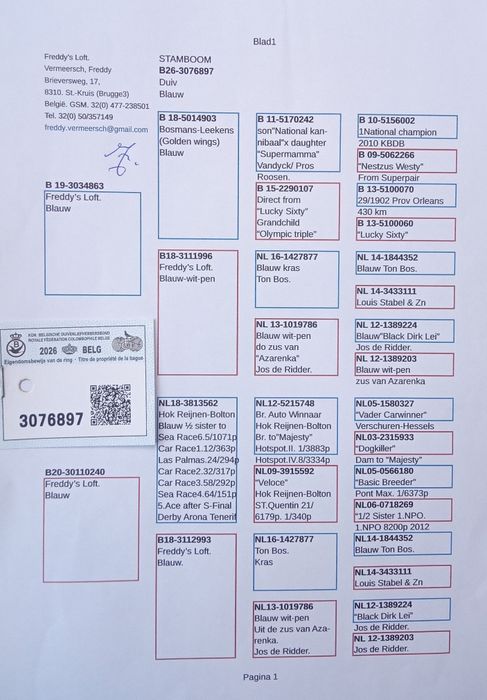 Piękne Belgi oryginał Vermeersch Freddy gołębie pocztowe