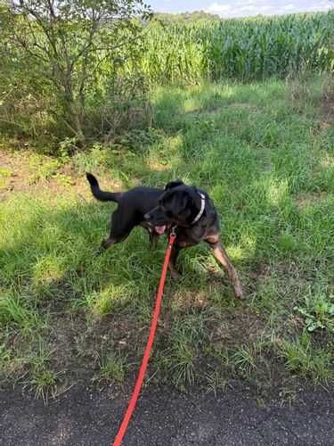 Wspaniały czarny Pinki do adopcji
