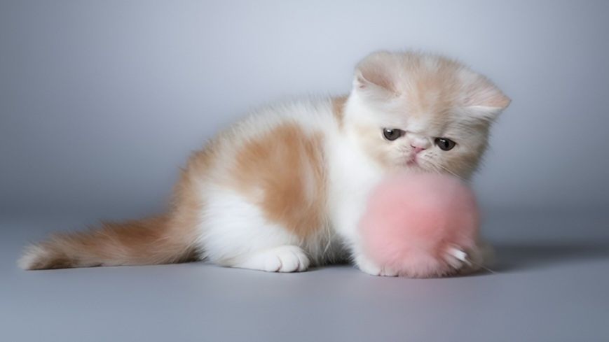 Экзотический короткошерстный
