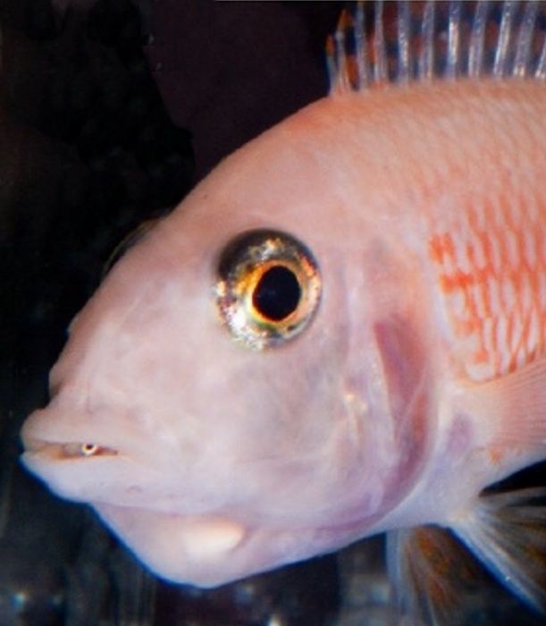 Аулонокара красный дракон Aulonocara fire fish Аквариумные рыбки