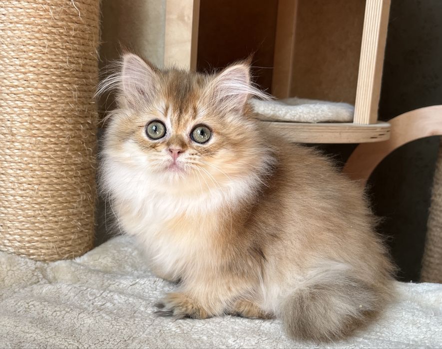 Шотландчики найчарівніші