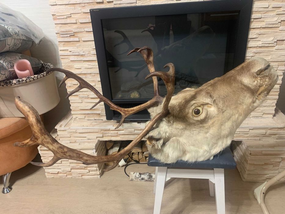 Голова оленя с рогами П.О Якутзолото