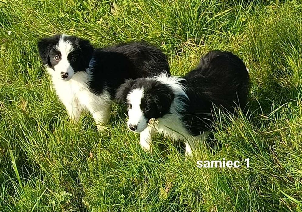 Border collie chłopiec z rodowodem